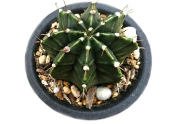 Xương Rồng Gymno - Xương Rồng - Hoa Đà Lạt - Đặc Sản Đà Lạt - Cây Xương Rồng Gymno - Cây Xương Rồng Gymno Vân Xanh - Xương Rồng Gymno Lem - Xương Rồng Gymno Đà Lạt - (Gymnocalycium) - Xương Rồng Đẹp - Cây Xương Rồng Mini - Cây Trang Trí Ban Công - Cây Trang Trí Trong Nhà - Cây Để Bàn Làm việc - Cây Phong Thủy - Sen Đá - Hoa Chậu - Xương Rồng Gymno Giá Rẻ Hồ Chí Minh - Xương Rồng Gymno Giá Rẻ Gò Vấp - https://dalatfarm.net/