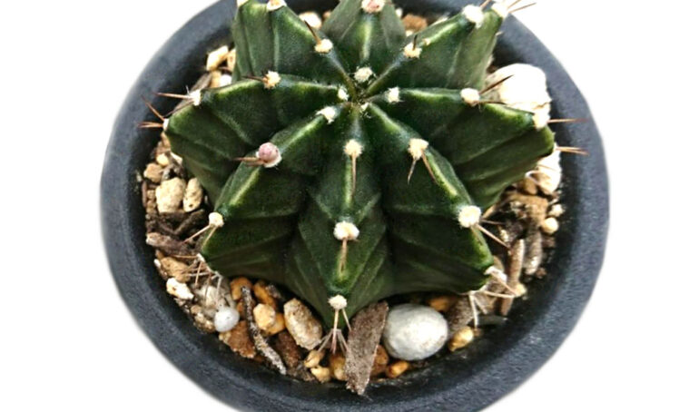 Xương Rồng Gymno - Xương Rồng - Hoa Đà Lạt - Đặc Sản Đà Lạt - Cây Xương Rồng Gymno - Cây Xương Rồng Gymno Vân Xanh - Xương Rồng Gymno Lem - Xương Rồng Gymno Đà Lạt - (Gymnocalycium) - Xương Rồng Đẹp - Cây Xương Rồng Mini - Cây Trang Trí Ban Công - Cây Trang Trí Trong Nhà - Cây Để Bàn Làm việc - Cây Phong Thủy - Sen Đá - Hoa Chậu - Xương Rồng Gymno Giá Rẻ Hồ Chí Minh - Xương Rồng Gymno Giá Rẻ Gò Vấp - https://dalatfarm.net/