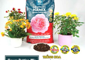 Đất trồng hoa hồng cây cảnh