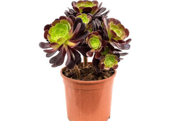 Sen Đá Aeo - sen-da-aeo - Sen Đá Aeonium - Hoa Đà Lạt - Đặc Sản Đà Lạt - Sen Đá Đẹp - Cây Sen Đá Mini - Cây Trang Trí Ban Công - Cây Trang Trí Trong Nhà - Cây Để Bàn Làm việc - Cây Phong Thủy - Xương Rồng - Sen Đá Aeo Giá Rẻ Hồ Chí Minh - Sen Đá Aeo Giá Rẻ Gò Vấp - https://dalatfarm.net/