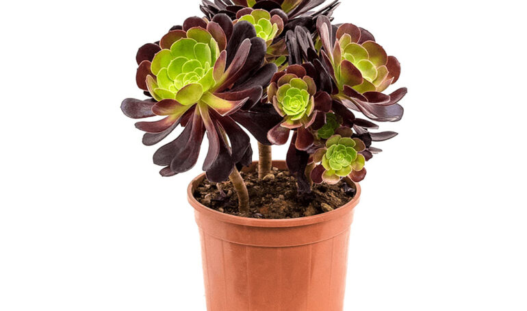 Sen Đá Aeo - sen-da-aeo - Sen Đá Aeonium - Hoa Đà Lạt - Đặc Sản Đà Lạt - Sen Đá Đẹp - Cây Sen Đá Mini - Cây Trang Trí Ban Công - Cây Trang Trí Trong Nhà - Cây Để Bàn Làm việc - Cây Phong Thủy - Xương Rồng - Sen Đá Aeo Giá Rẻ Hồ Chí Minh - Sen Đá Aeo Giá Rẻ Gò Vấp - https://dalatfarm.net/