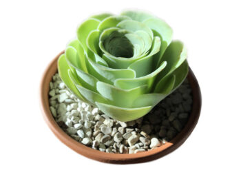 Cách chăm sóc sen đá