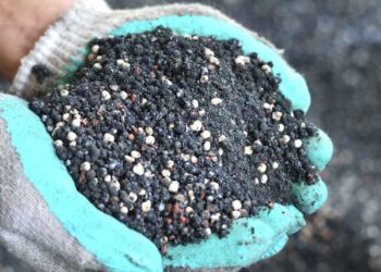 Cách trộn đất trồng sen đá