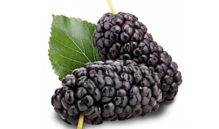 Phương pháp sống khỏe - món ăn từ rau củ - quả dâu tằm - https://dalatfarm.net/