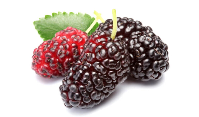 dâu tằm tươi đà lạt - Món ăn từ rau củ - Phương pháp sống khỏe - https://dalatfarm.net/