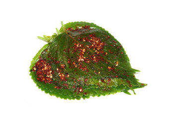 kim chi lá mè Hàn Quốc - Món ăn từ rau củ - Phương pháp sống khỏe - https://dalatfarm.net/