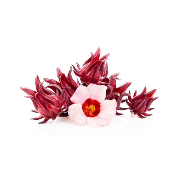 hoa atiso đỏ tươi - trà thảo mộc - đặc sản ĐàLạt - https://dalatfarm.net/