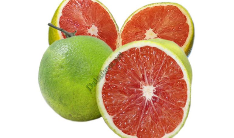 Cam ruột đỏ không hạt - món ăn từ rau củ - phương pháp sống khỏe - Đặc Sản Đà Lạt - https://dalatfarm.net/