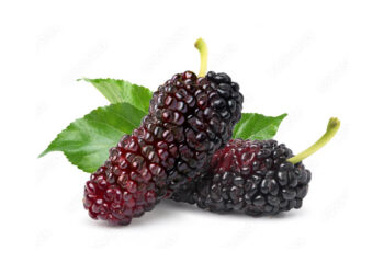 Trái dâu tằm Đà Lạt - món ăn từ rau củ - phương pháp sống khỏe - Đặc Sản Đà Lạt - https://dalatfarm.net/