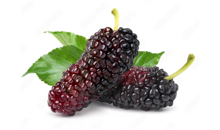 Trái dâu tằm Đà Lạt - món ăn từ rau củ - phương pháp sống khỏe - Đặc Sản Đà Lạt - https://dalatfarm.net/