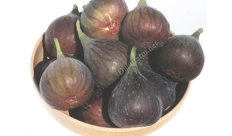 Quả sung Mỹ tươi - món ăn từ rau củ - phương pháp sống khỏe - Đặc Sản Đà Lạt - https://dalatfarm.net/