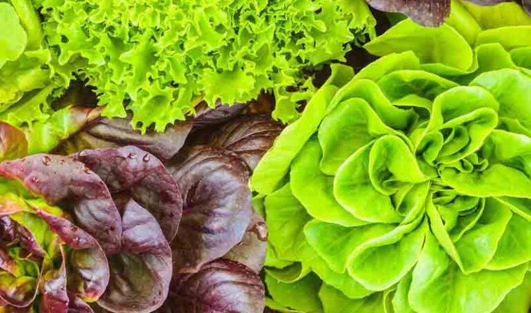 Các loại xà lách - món ăn từ rau củ - phương pháp sống khỏe - Đặc Sản Đà Lạt - https://dalatfarm.net/