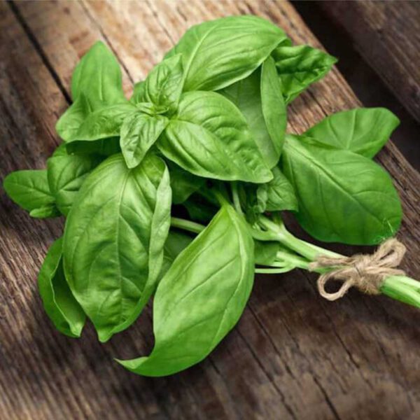 Lá basil - Rau Củ Quả Tươi - Rau Củ Quả Sạch - Đặc Sản ĐàLạt - https://dalatfarm.net/