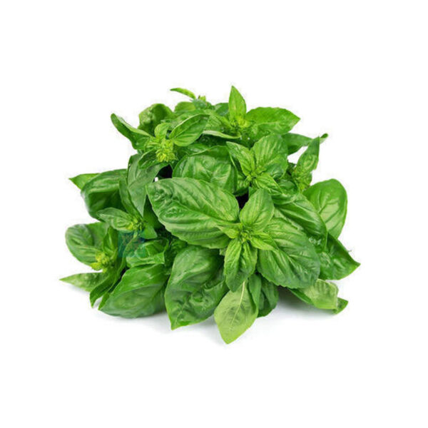 Lá basil - Rau Củ Quả Tươi - Rau Củ Quả Sạch - Đặc Sản ĐàLạt - https://dalatfarm.net/