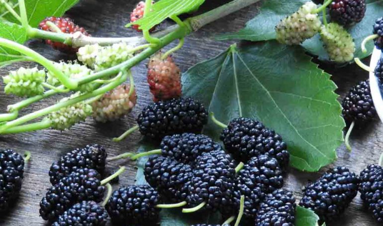 dâu tằm giá sỉ - món ăn từ rau củ - phương pháp sống khỏe - Đặc Sản Đà Lạt - https://dalatfarm.net/