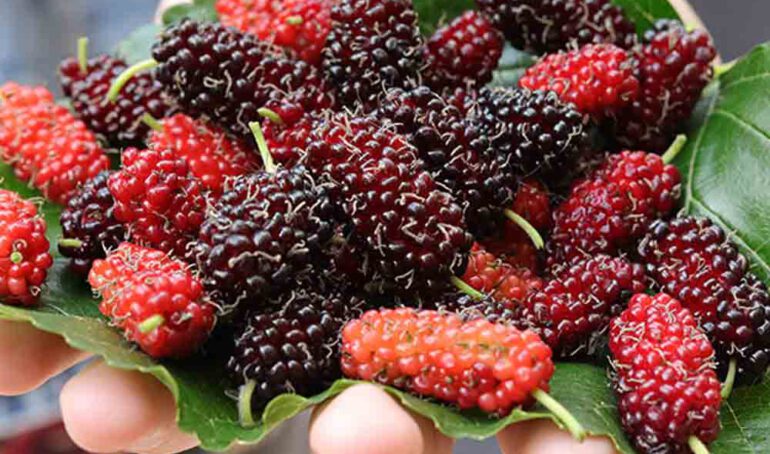 dâu tằm Gò Vấp - món ăn từ rau củ - phương pháp sống khỏe - Đặc Sản Đà Lạt - https://dalatfarm.net/