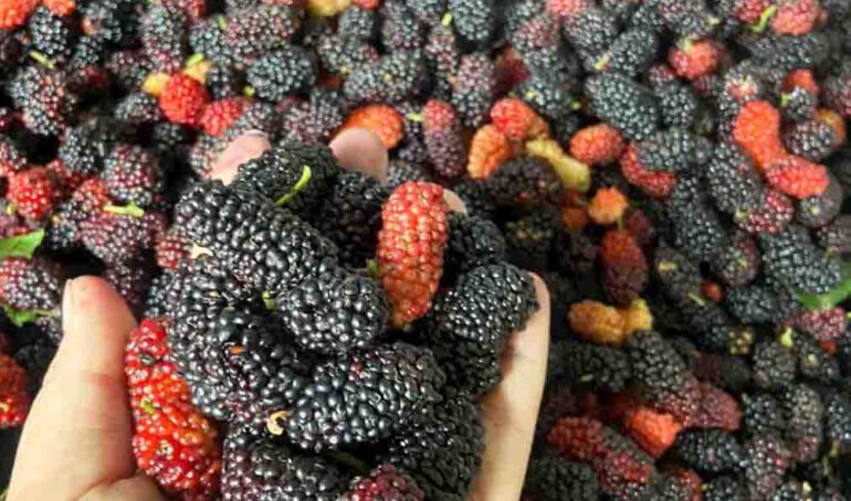 dâu tằm thủ đức - món ăn từ rau củ - phương pháp sống khỏe - Đặc Sản Đà Lạt - https://dalatfarm.net/