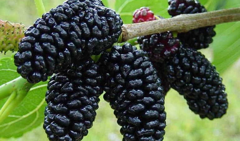 Dâu tằm tươi - món ăn từ rau củ - phương pháp sống khỏe - Đặc Sản Đà Lạt - https://dalatfarm.net/