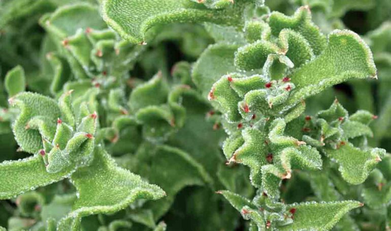 rau bông tuyết - món ăn từ rau củ - phương pháp sống khỏe - Đặc Sản Đà Lạt - https://dalatfarm.net/