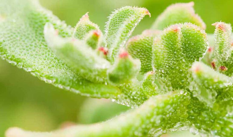 xà lách bông tuyết - món ăn từ rau củ - phương pháp sống khỏe - Đặc Sản Đà Lạt - https://dalatfarm.net/