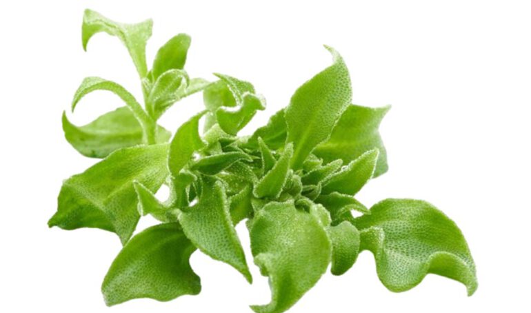 xà lách kim cương - món ăn từ rau củ - phương pháp sống khỏe - Đặc Sản Đà Lạt - https://dalatfarm.net/