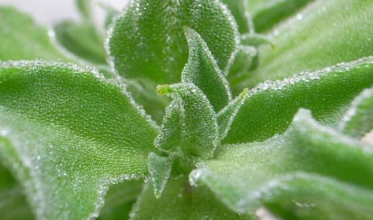 xà lách tuyết - món ăn từ rau củ - phương pháp sống khỏe - Đặc Sản Đà Lạt - https://dalatfarm.net/