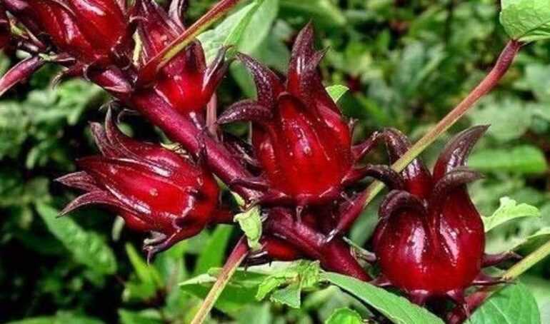 atiso đỏ - món ăn từ rau củ - phương pháp sống khỏe - Đặc Sản Đà Lạt - https://dalatfarm.net/