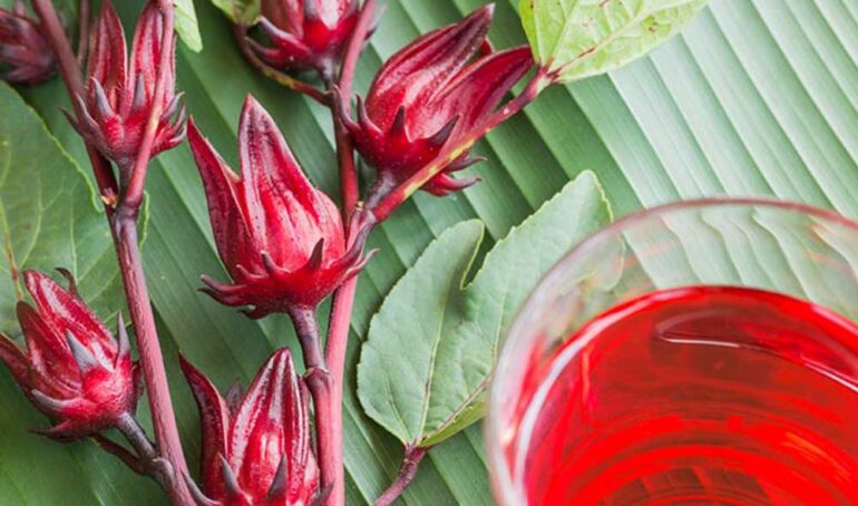 atiso đỏ tươi - món ăn từ rau củ - phương pháp sống khỏe - Đặc Sản Đà Lạt - https://dalatfarm.net/