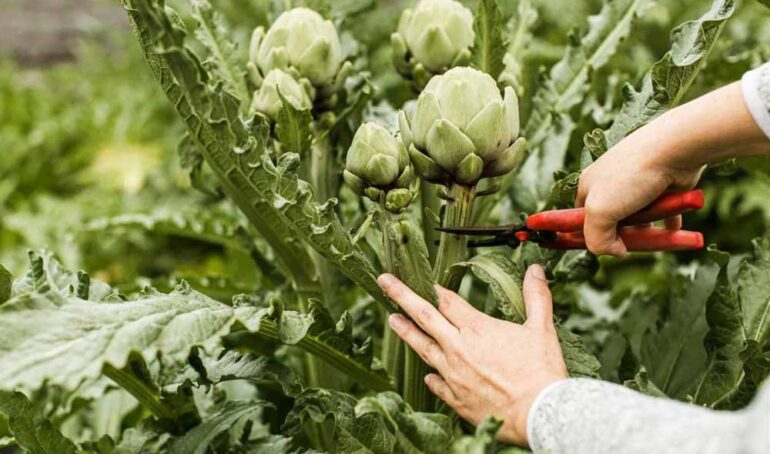 atiso tươi Đà Lạt - món ăn từ rau củ - phương pháp sống khỏe - Đặc Sản Đà Lạt - https://dalatfarm.net/