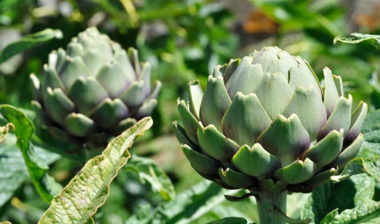 bông atiso - món ăn từ rau củ - phương pháp sống khỏe - Đặc Sản Đà Lạt - https://dalatfarm.net/