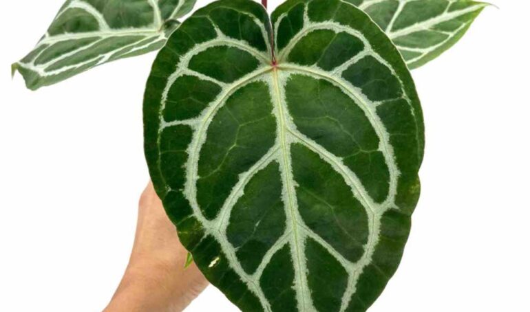 các loại anthurium