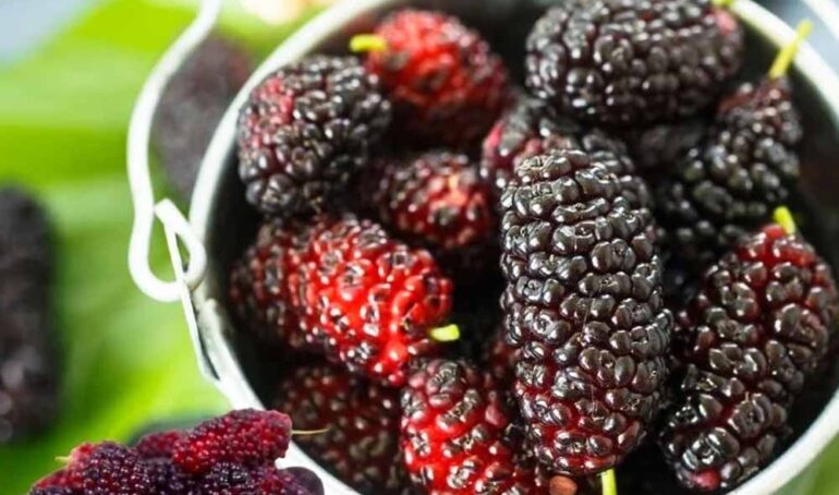 dâu tằm Bình Dương - món ăn từ rau củ - phương pháp sống khỏe - Đặc Sản Đà Lạt - https://dalatfarm.net/