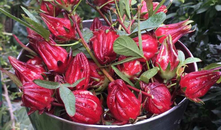 hoa atiso đỏ - món ăn từ rau củ - phương pháp sống khỏe - Đặc Sản Đà Lạt - https://dalatfarm.net/