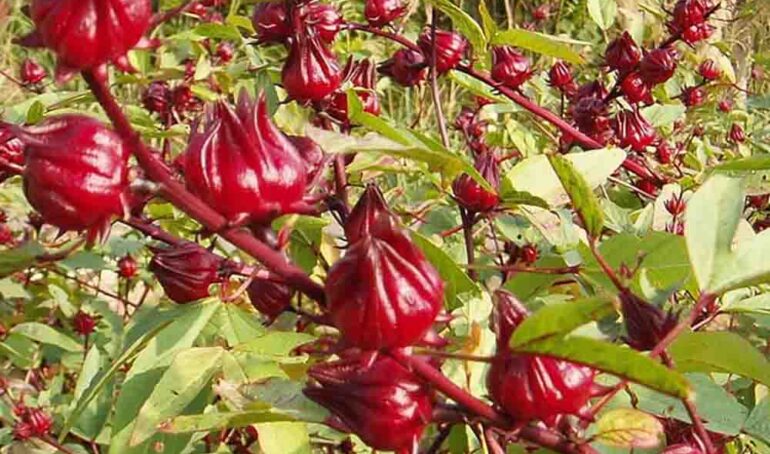 hoa atiso đỏ Đà Lạt - món ăn từ rau củ - phương pháp sống khỏe - Đặc Sản Đà Lạt - https://dalatfarm.net/