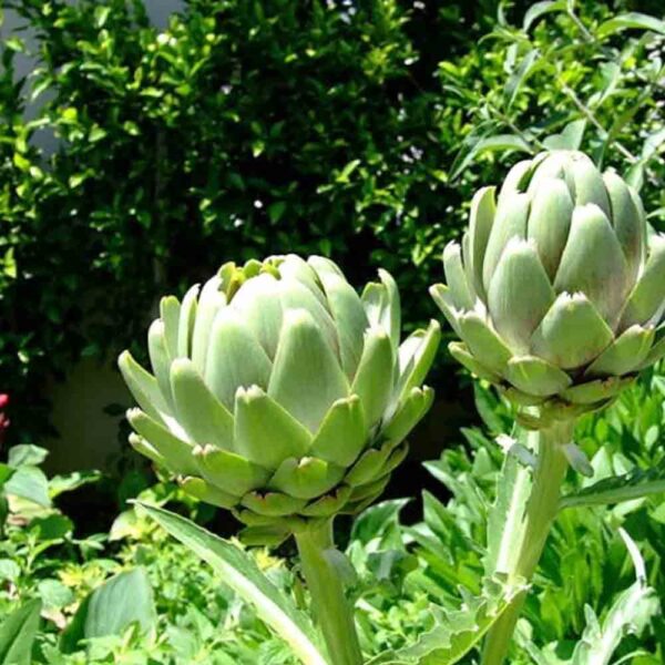 Hoa Atiso Tươi Đà Lạt Tại TP.HCM - Dalatfarm địa chỉ uy tín, chất ượng