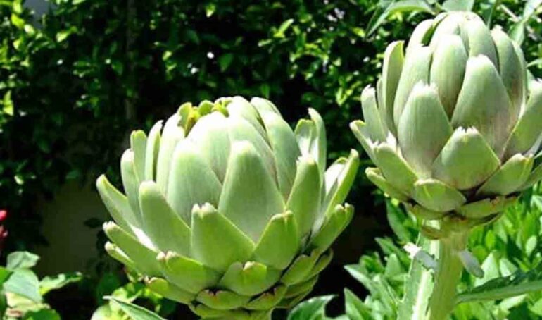 hoa atiso tươi Đà Lạt - món ăn từ rau củ - phương pháp sống khỏe - Đặc Sản Đà Lạt - https://dalatfarm.net/