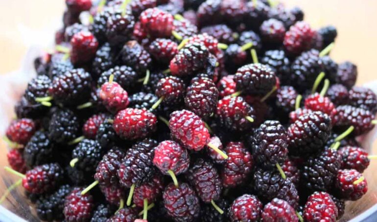 mua dâu tằm online - món ăn từ rau củ - phương pháp sống khỏe - Đặc Sản Đà Lạt - https://dalatfarm.net/