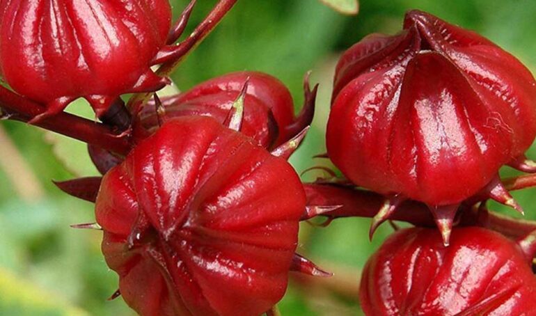 nụ hoa atiso đỏ - món ăn từ rau củ - phương pháp sống khỏe - Đặc Sản Đà Lạt - https://dalatfarm.net/