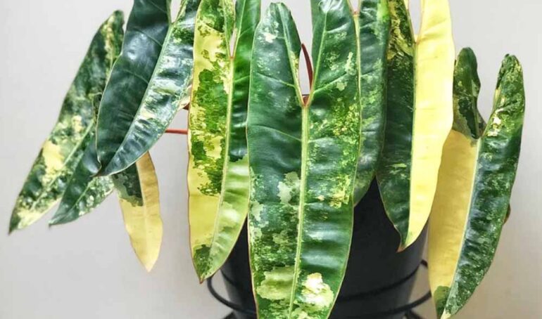 Tên hình các loại Philodendron - làm vườn tại nhà - phương pháp sống khỏe - Đặc Sản Đà Lạt - https://dalatfarm.net/