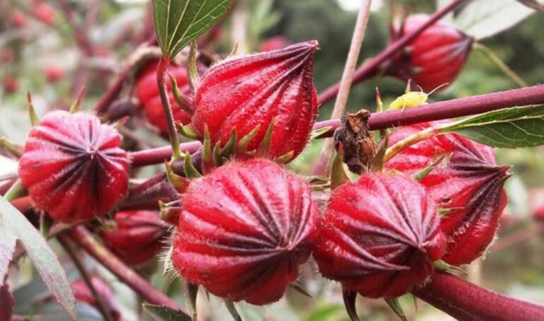 trái giấm chua - món ăn từ rau củ - phương pháp sống khỏe - Đặc Sản Đà Lạt - https://dalatfarm.net/