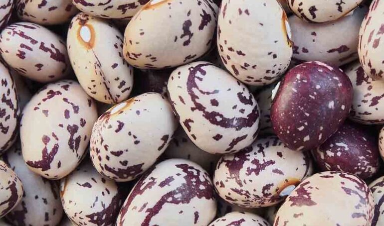 đậu cúc Đà Lạt - món ăn từ rau củ - phương pháp sống khỏe - Đặc Sản Đà Lạt - https://dalatfarm.net/