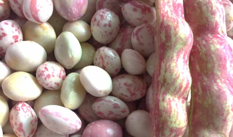 đậu cúc tươi Đà Lạt - món ăn từ rau củ - phương pháp sống khỏe - Đặc Sản Đà Lạt - https://dalatfarm.net/