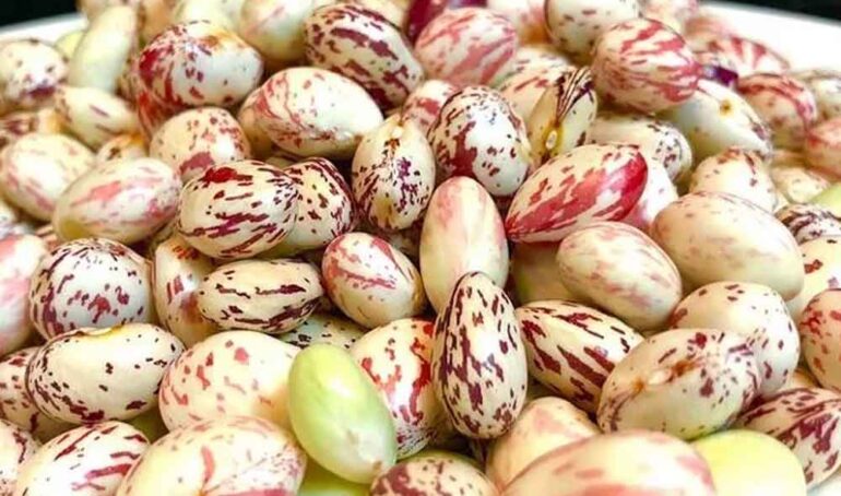 đậu cúc tươi giá rẻ - món ăn từ rau củ - phương pháp sống khỏe - Đặc Sản Đà Lạt - https://dalatfarm.net/