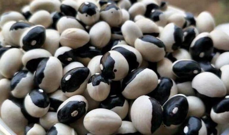 đậu đen mắt cua - món ăn từ rau củ - phương pháp sống khỏe - Đặc Sản Đà Lạt - https://dalatfarm.net/