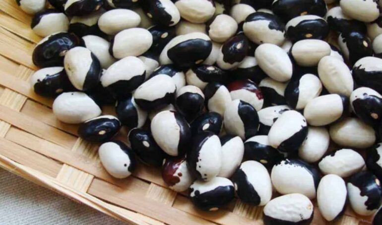 đậu mắt đen Đà Lạt - món ăn từ rau củ - phương pháp sống khỏe - Đặc Sản Đà Lạt - https://dalatfarm.net/