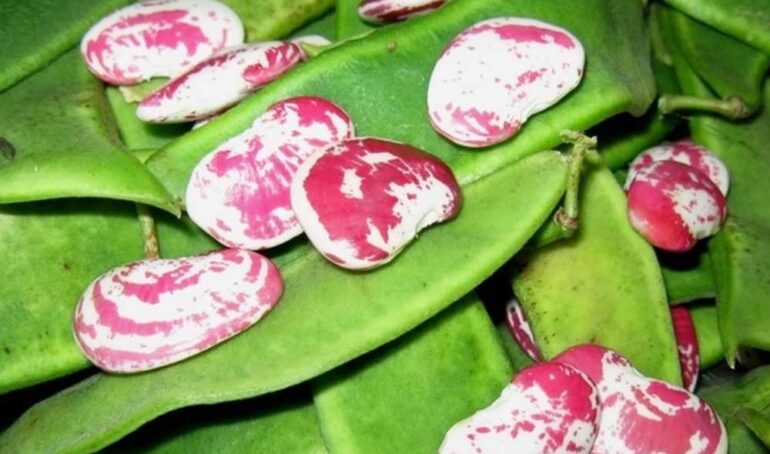 đậu ngự đỏ tươi Đà Lạt - món ăn từ rau củ - phương pháp sống khỏe - Đặc Sản Đà Lạt - https://dalatfarm.net/