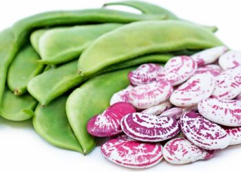 đậu ngự tươi Đà Lạt - món ăn từ rau củ - phương pháp sống khỏe - Đặc Sản Đà Lạt - https://dalatfarm.net/