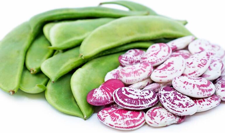 đậu ngự tươi Đà Lạt - món ăn từ rau củ - phương pháp sống khỏe - Đặc Sản Đà Lạt - https://dalatfarm.net/