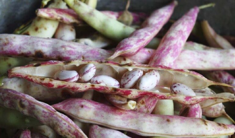 Đậu pinto - món ăn từ rau củ - phương pháp sống khỏe - Đặc Sản Đà Lạt - https://dalatfarm.net/