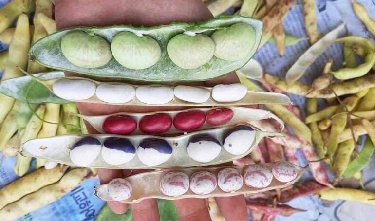 đậu thập cẩm đà lạt - món ăn từ rau củ - phương pháp sống khỏe - Đặc Sản Đà Lạt - https://dalatfarm.net/